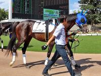 Shadai Thoroughbred Club 社台サラブレッドクラブ