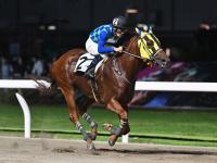 Shadai Thoroughbred Club 社台サラブレッドクラブ