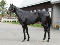 颯馬 Shadai Thoroughbred Club 社台サラブレッドクラブ