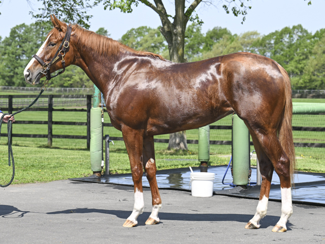 Shadai Thoroughbred Club 社台サラブレッドクラブ