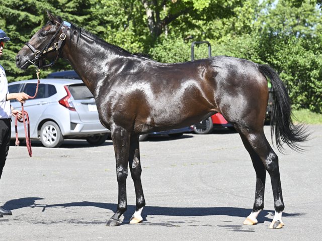 ここなっつ Shadai Thoroughbred Club 社台サラブレッドクラブ
