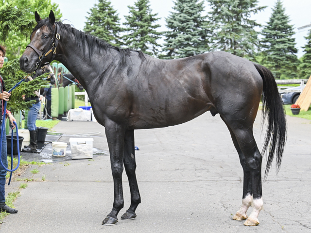 Shury Labyrins 馬　フーディー　グレー Shury Labyrins 馬 フーディー グレー