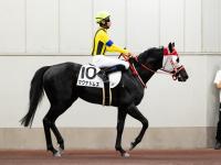 Shadai Thoroughbred Club 社台サラブレッドクラブ