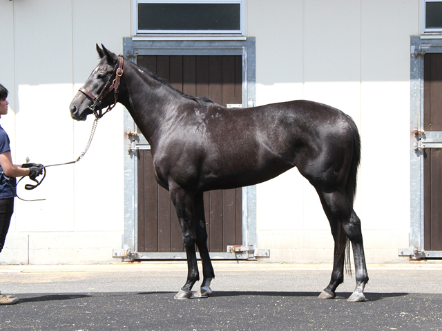 Shadai Thoroughbred Club 社台サラブレッドクラブ