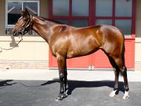 ここなっつ ココナッツナッツ (Coconuts Nuts) | 競走馬データ - netkeiba