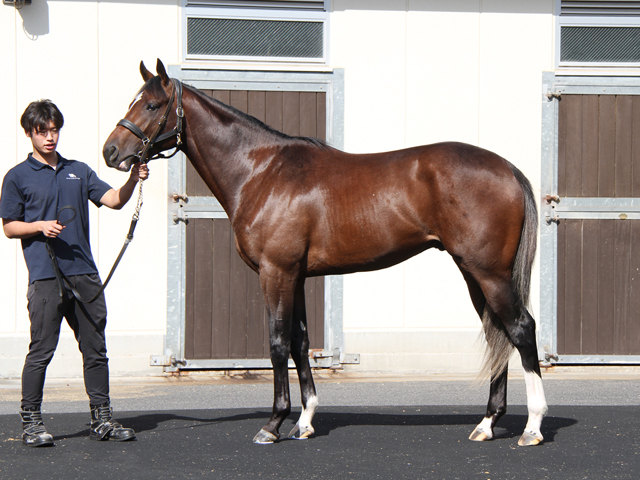 Shadai Thoroughbred Club 社台サラブレッドクラブ