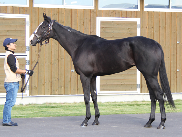 Shadai Thoroughbred Club 社台サラブレッドクラブ
