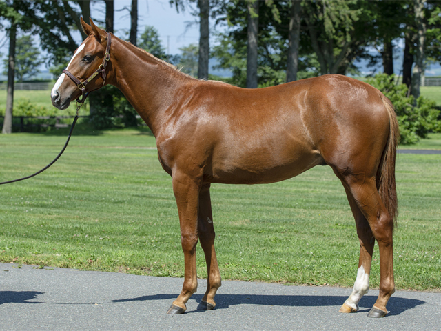 Shadai Thoroughbred Club 社台サラブレッドクラブ