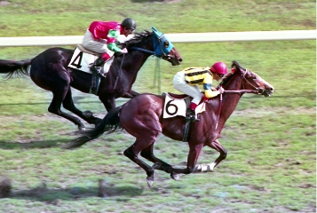 [1986]ダイナガリバー、日本ダービー、有馬記念優勝。